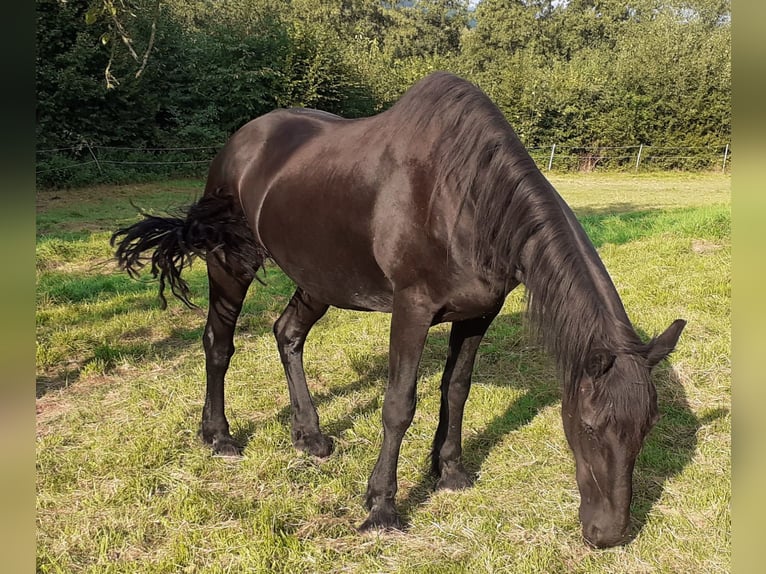 Fries paard Merrie 18 Jaar 160 cm Zwart in Duderstadt