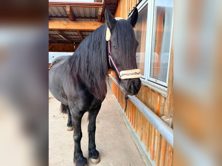 Fries paard Merrie 18 Jaar 160 cm Zwart in Gratwein