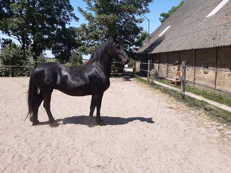 Fries paard Merrie 18 Jaar 162 cm Zwart in Tzummarum
