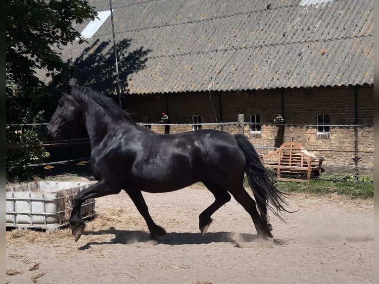 Fries paard Merrie 18 Jaar 162 cm Zwart in Tzummarum