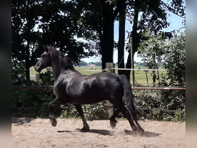 Fries paard Merrie 18 Jaar 162 cm Zwart in Tzummarum