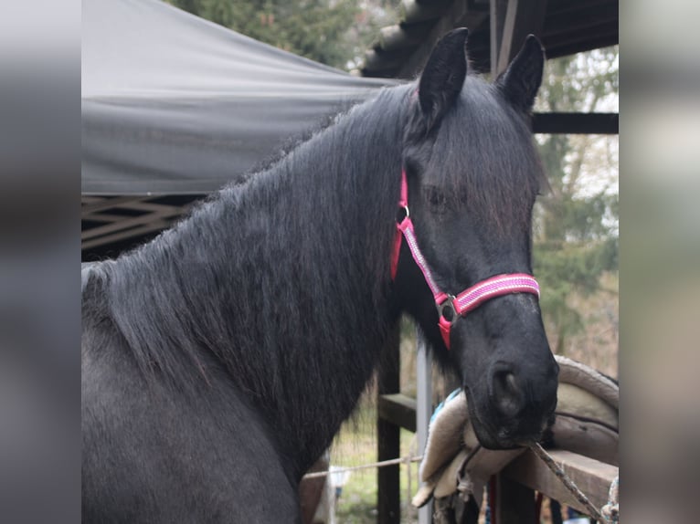 Fries paard Merrie 18 Jaar 162 cm Zwart in Gemmerich