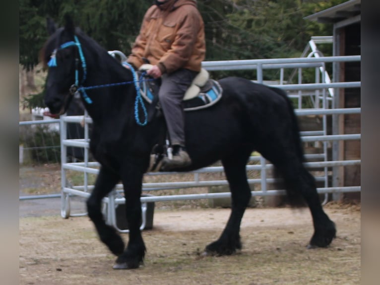 Fries paard Merrie 18 Jaar 162 cm Zwart in Gemmerich