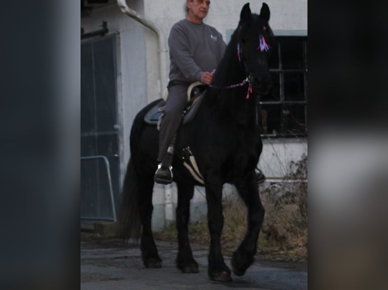 Fries paard Merrie 18 Jaar 162 cm Zwart in Gemmerich