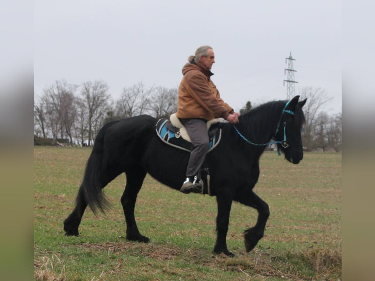 Fries paard Merrie 18 Jaar 162 cm Zwart in Gemmerich