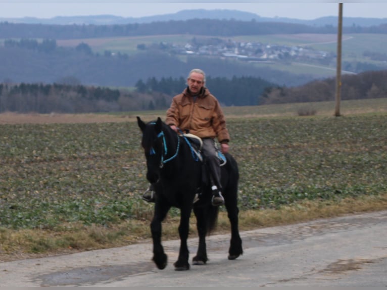 Fries paard Merrie 18 Jaar 162 cm Zwart in Gemmerich