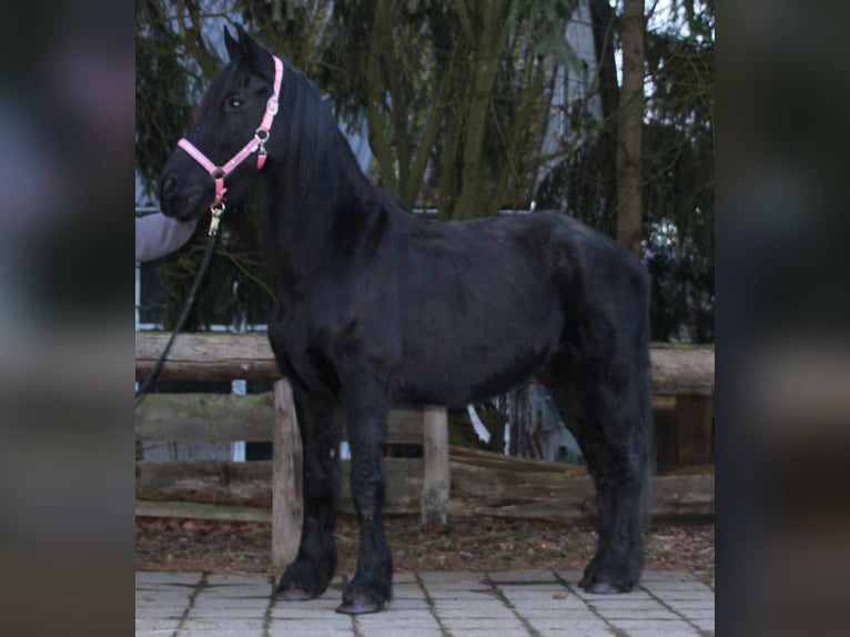 Fries paard Merrie 18 Jaar 162 cm Zwart in Gemmerich