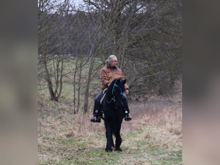 Fries paard Merrie 18 Jaar 162 cm Zwart in Gemmerich