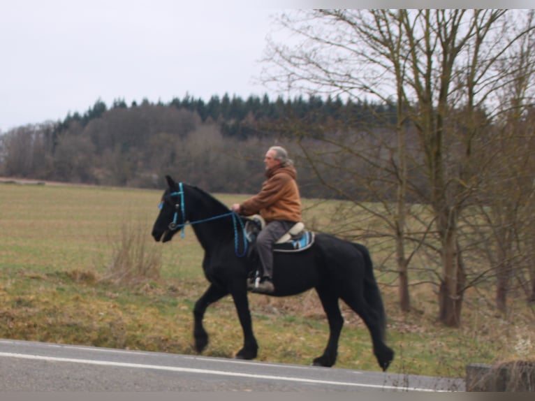 Fries paard Merrie 18 Jaar 162 cm Zwart in Gemmerich