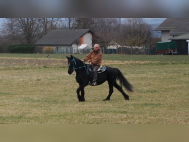 Fries paard Merrie 18 Jaar 162 cm Zwart in Gemmerich