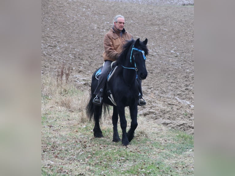 Fries paard Merrie 18 Jaar 162 cm Zwart in Gemmerich