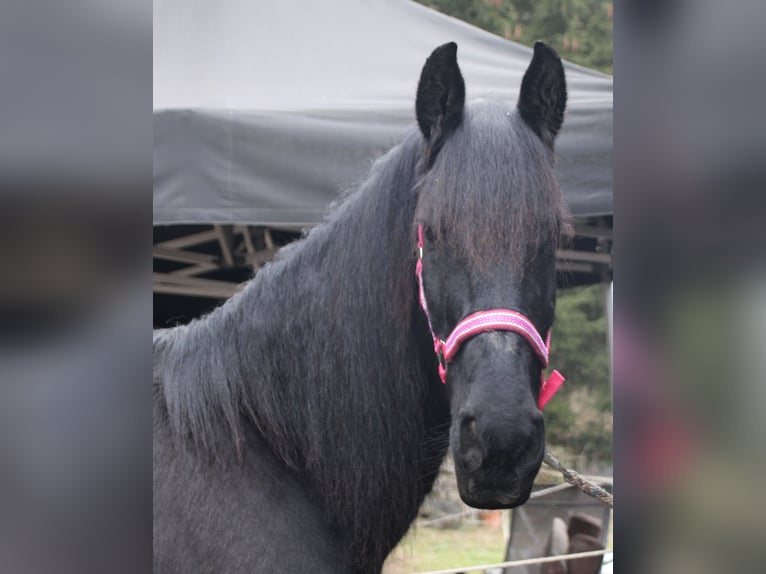 Fries paard Merrie 18 Jaar 162 cm Zwart in Gemmerich