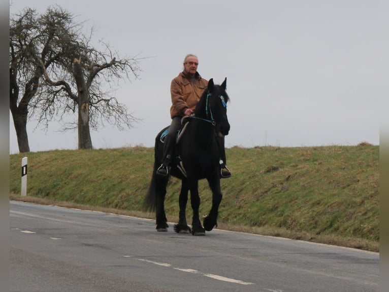 Fries paard Merrie 18 Jaar 162 cm Zwart in Gemmerich