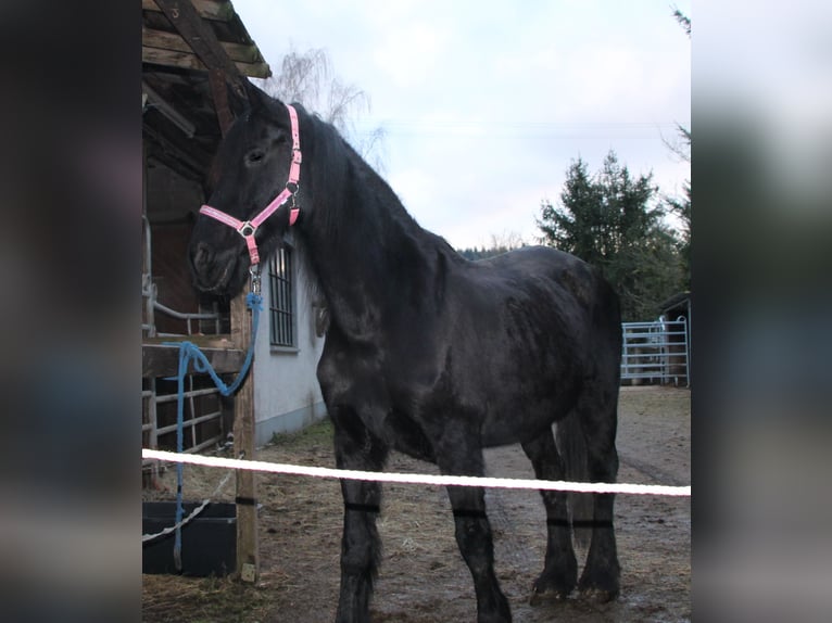 Fries paard Merrie 18 Jaar 162 cm Zwart in Gemmerich