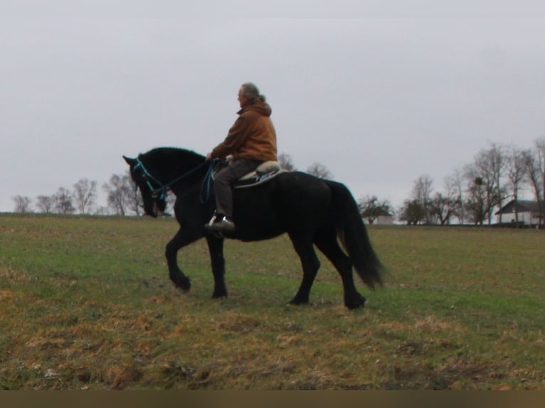 Fries paard Merrie 18 Jaar 162 cm Zwart in Gemmerich