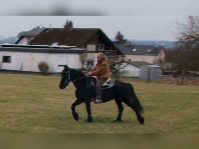 Fries paard Merrie 18 Jaar 162 cm Zwart in Gemmerich