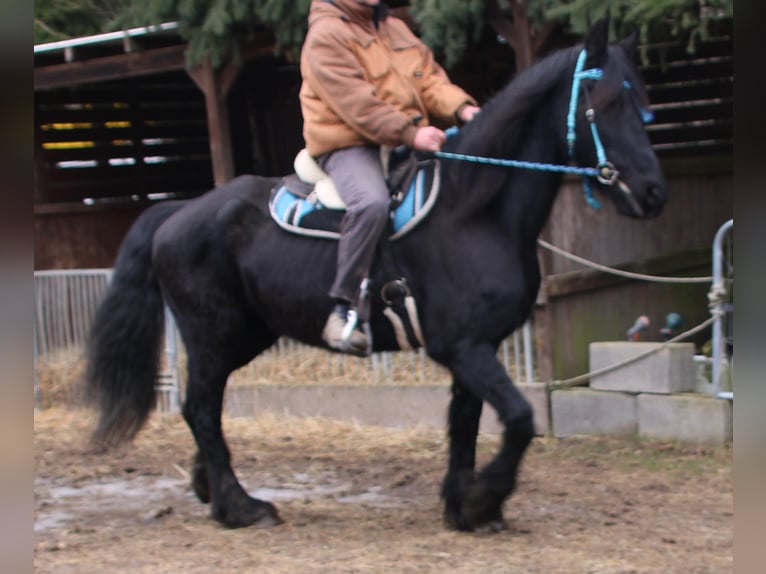 Fries paard Merrie 18 Jaar 162 cm Zwart in Gemmerich