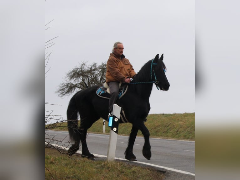 Fries paard Merrie 18 Jaar 162 cm Zwart in Gemmerich