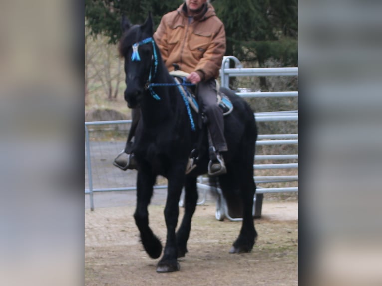 Fries paard Merrie 18 Jaar 162 cm Zwart in Gemmerich