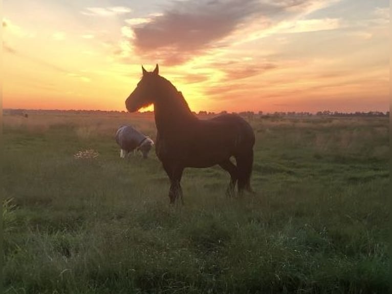 Fries paard Merrie 18 Jaar 168 cm Zwart in Affinghausen