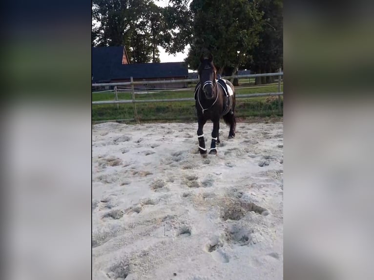 Fries paard Merrie 18 Jaar 168 cm Zwart in Affinghausen