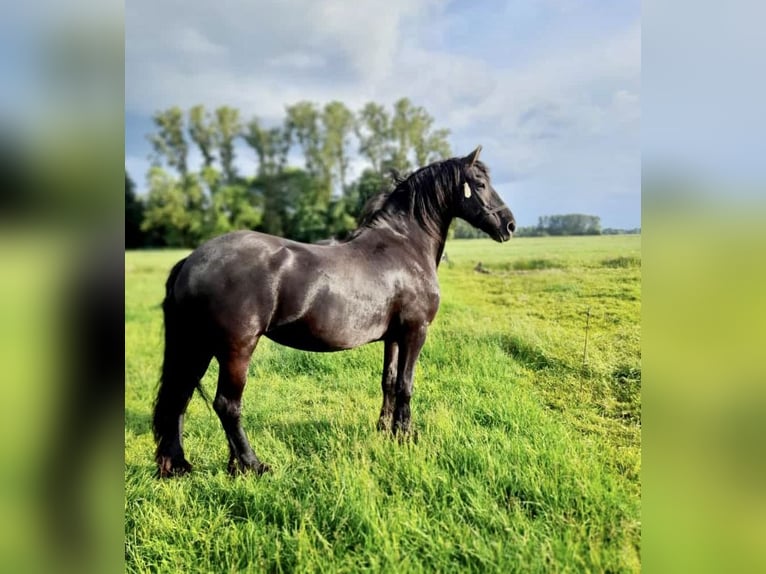 Fries paard Merrie 18 Jaar 168 cm Zwart in Affinghausen