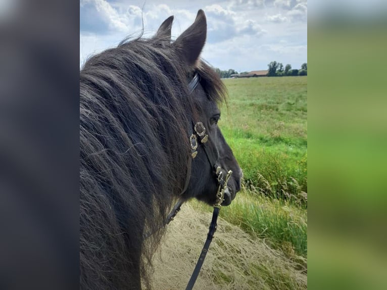 Fries paard Merrie 18 Jaar 168 cm Zwart in Affinghausen