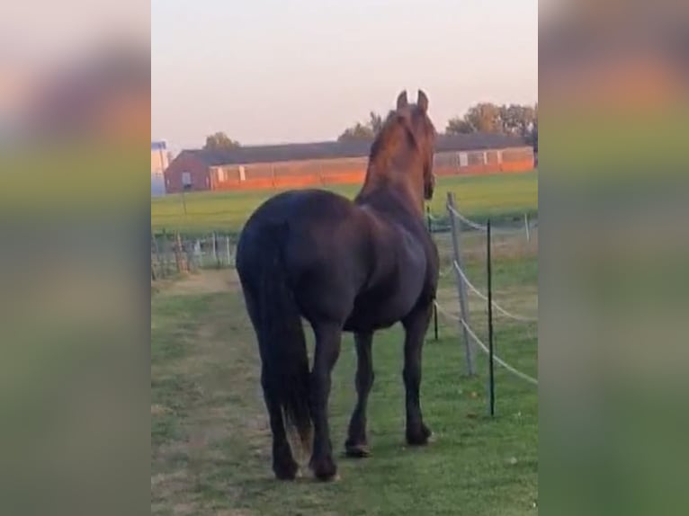 Fries paard Merrie 18 Jaar 168 cm Zwart in Affinghausen