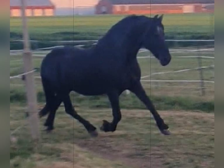 Fries paard Merrie 18 Jaar 168 cm Zwart in Affinghausen