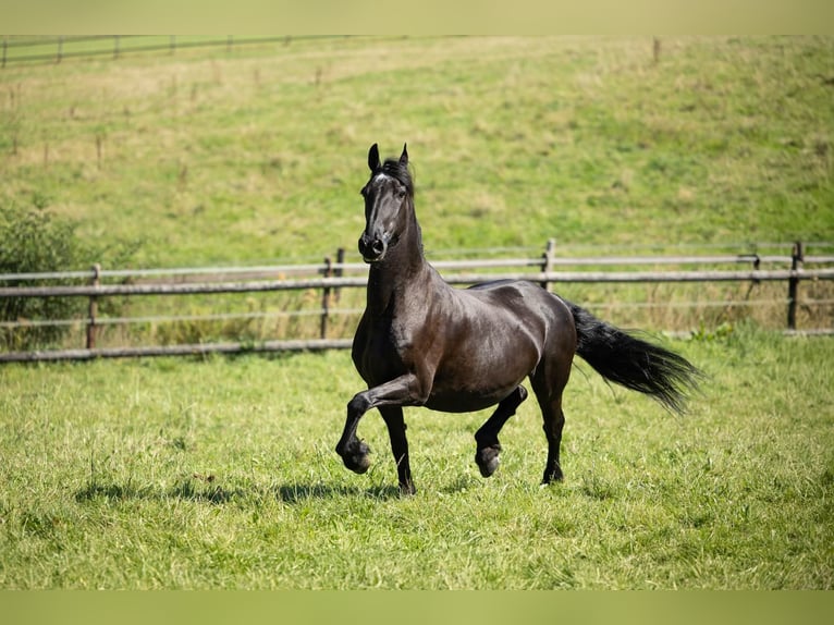 Fries paard Merrie 19 Jaar 160 cm Zwart in Meinerzhagen