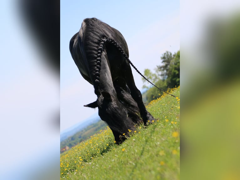 Fries paard Merrie 19 Jaar 162 cm Zwart in pesmes