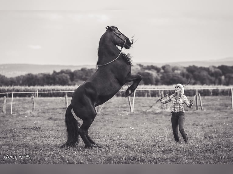 Fries paard Merrie 19 Jaar 162 cm Zwart in pesmes