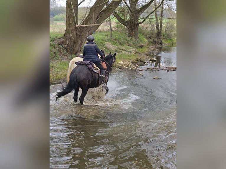 Fries paard Merrie 19 Jaar 163 cm Zwart in Lauchheim-Röttingen