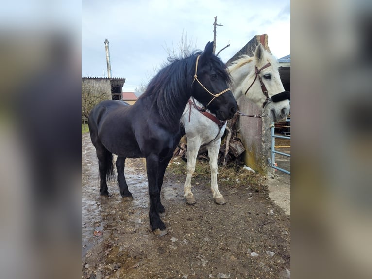 Fries paard Merrie 19 Jaar 163 cm Zwart in Lauchheim-Röttingen