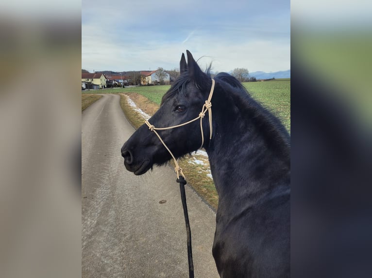 Fries paard Merrie 19 Jaar 163 cm Zwart in Lauchheim-Röttingen
