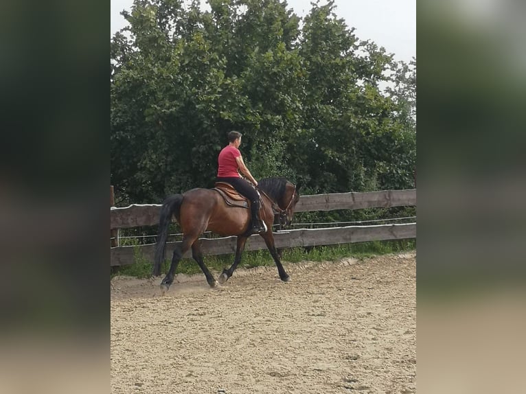 Fries paard Mix Merrie 19 Jaar 165 cm Donkerbruin in Sprockhövel