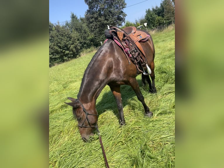 Fries paard Mix Merrie 19 Jaar 165 cm Donkerbruin in Sprockhövel