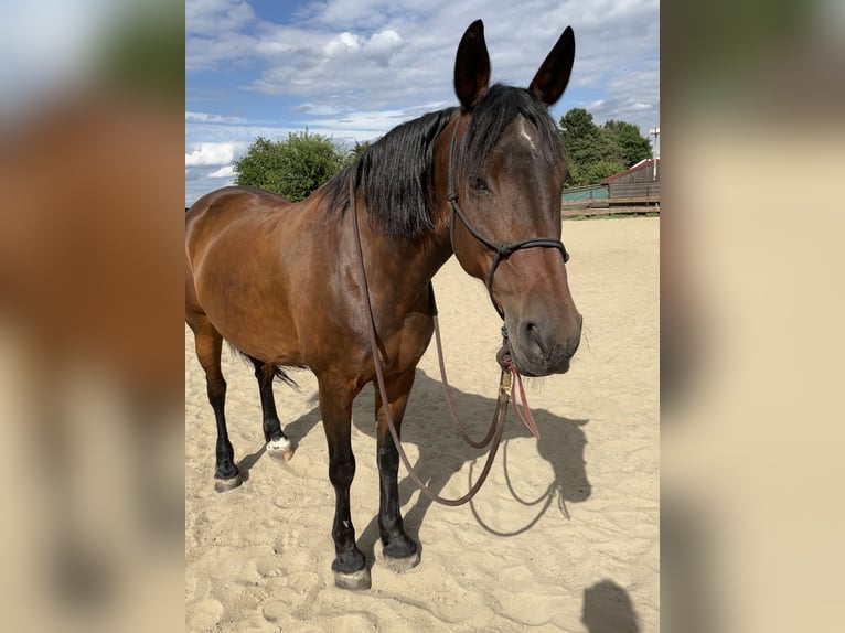 Fries paard Mix Merrie 19 Jaar 165 cm Donkerbruin in Sprockhövel