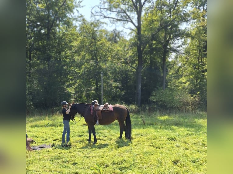 Fries paard Mix Merrie 19 Jaar 165 cm Donkerbruin in Sprockhövel