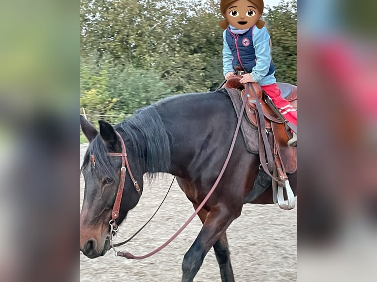 Fries paard Mix Merrie 19 Jaar 165 cm Donkerbruin in Sprockhövel