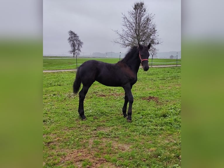 Fries paard Merrie 1 Jaar 120 cm Zwart in Reichersberg