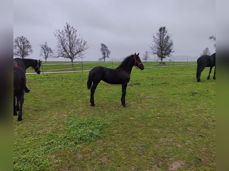 Fries paard Merrie 1 Jaar 120 cm Zwart in Reichersberg