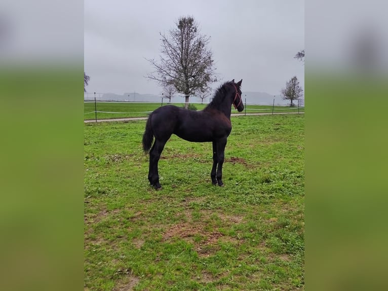 Fries paard Merrie 1 Jaar 120 cm Zwart in Reichersberg