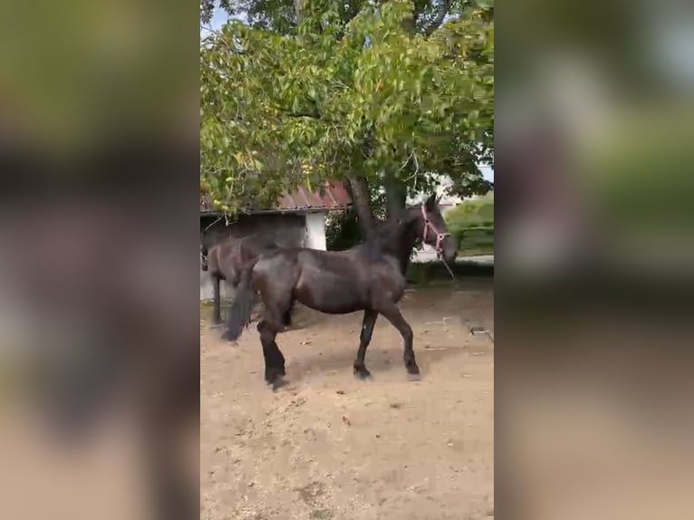 Fries paard Merrie 1 Jaar 130 cm Zwart in Reichersberg