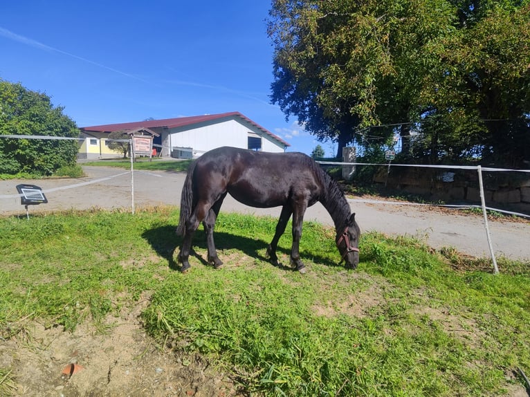 Fries paard Merrie 1 Jaar 130 cm Zwart in Reichersberg