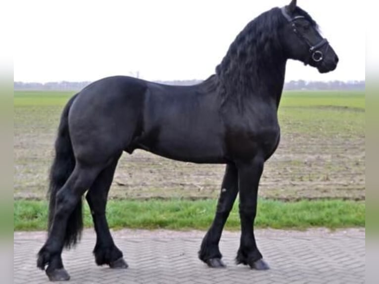 Fries paard Mix Merrie 1 Jaar 140 cm Zwart in Enschede