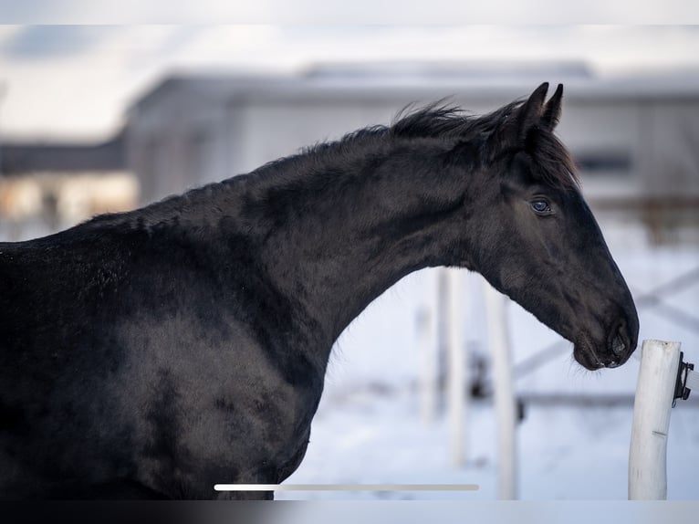 Fries paard Merrie 1 Jaar 145 cm Zwart in Brańsk