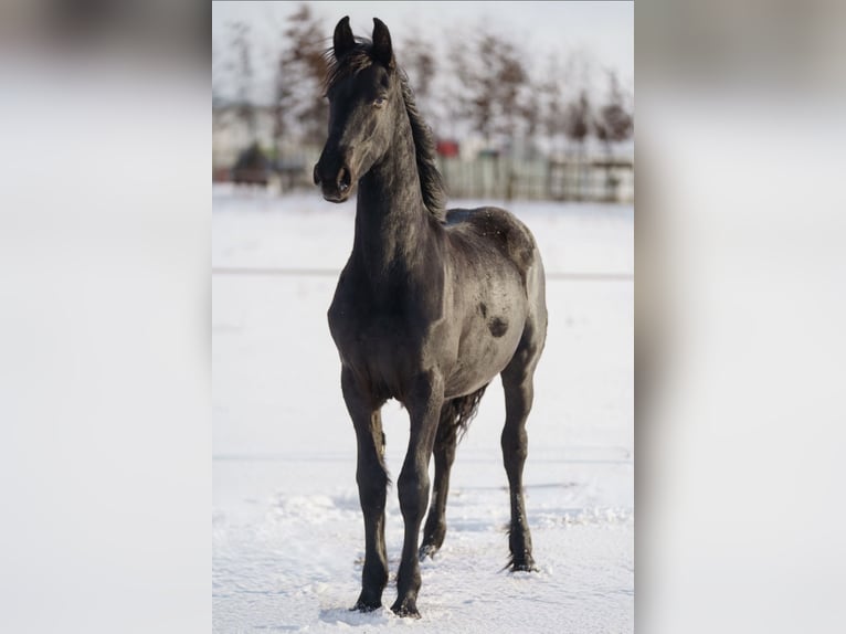 Fries paard Merrie 1 Jaar 145 cm Zwart in Brańsk