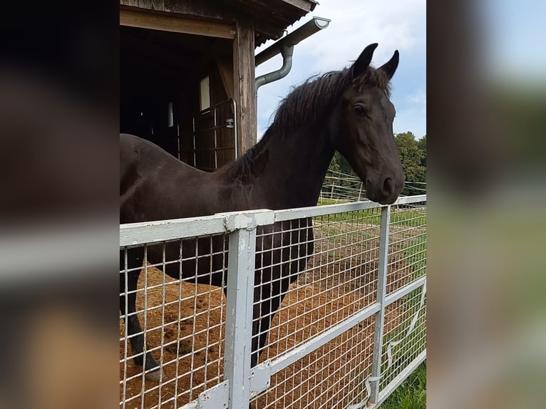 Fries paard Merrie 1 Jaar 150 cm Zwart in Dreihütten