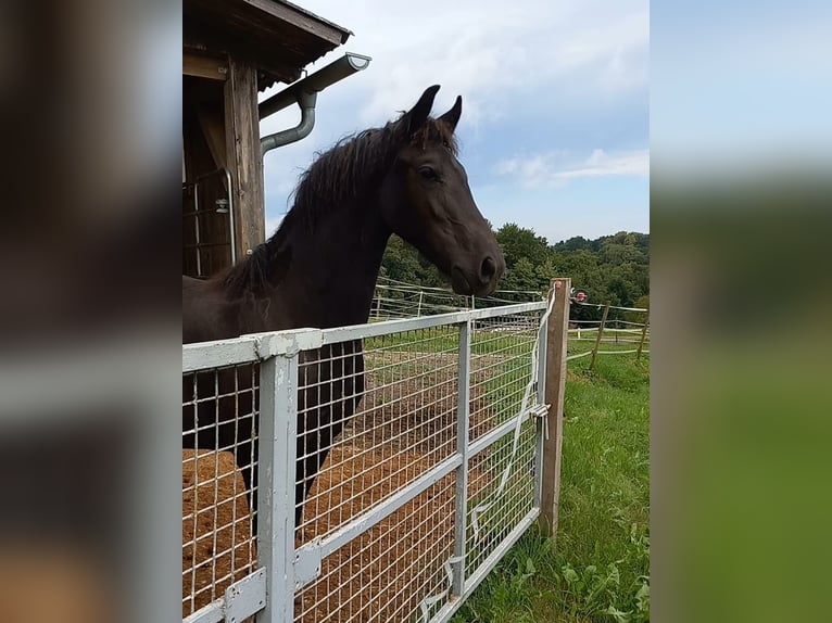 Fries paard Merrie 1 Jaar 150 cm Zwart in Dreihütten